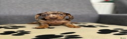 Dachshund dogs for sale: Miniature Dachshund puppies  - Advert 7