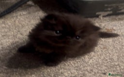 Persian cats for sale: Gorgeous Persians gccf registered pkd neg   - Image 34