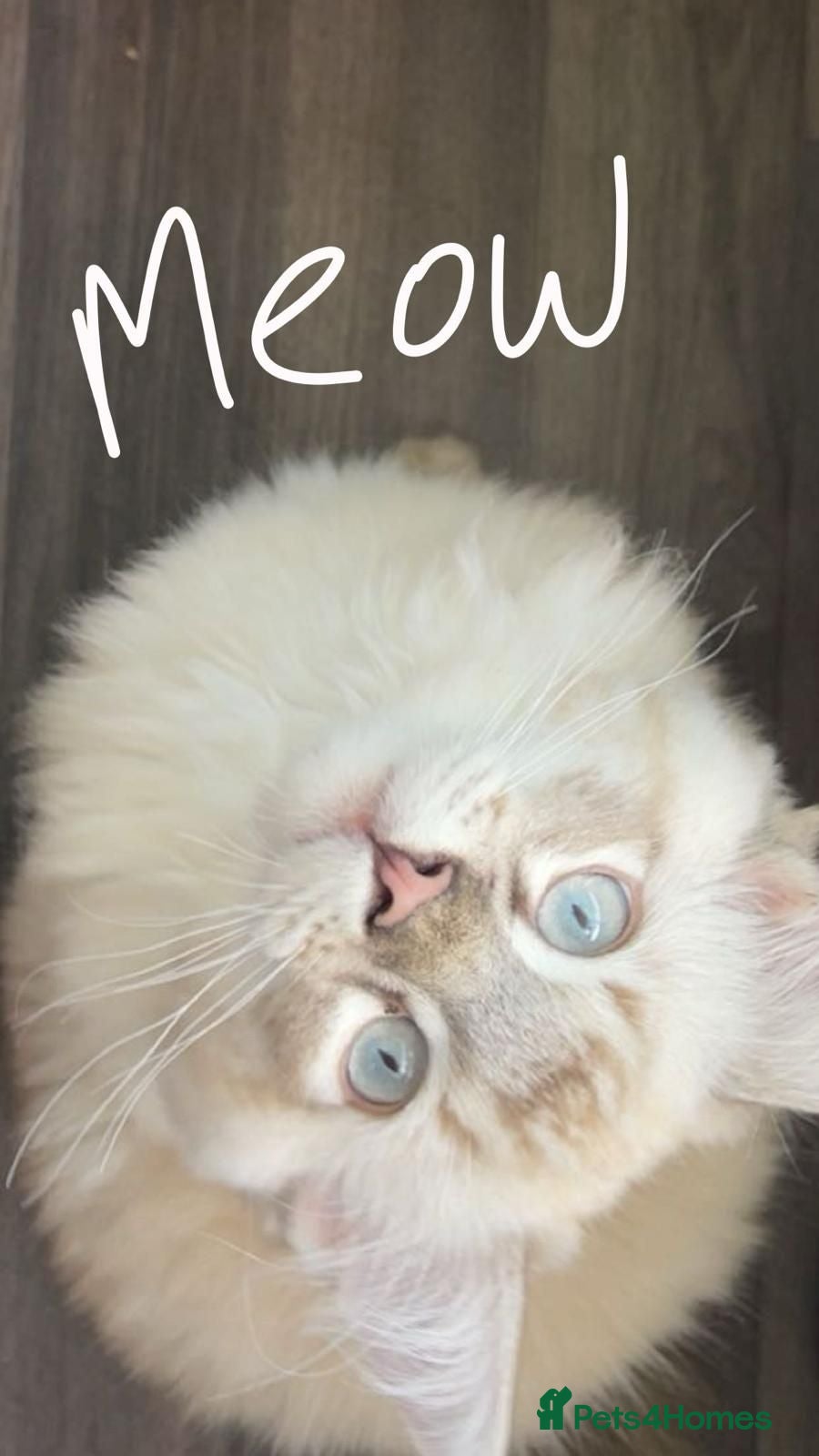 Ragdoll cats for sale: Stunning, Clever & Vocal Male Ragdoll Lynx Kitten - Advert 1