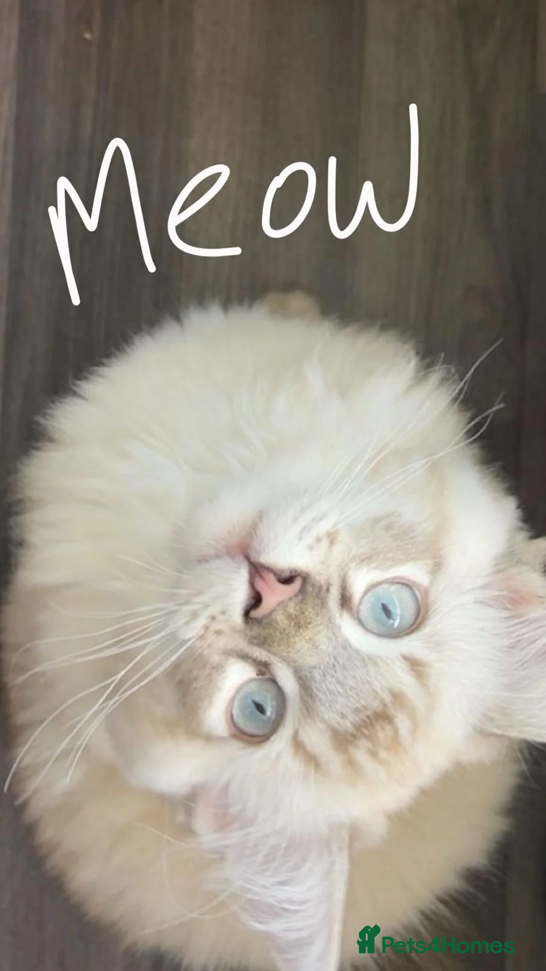 Ragdoll cats for sale: Stunning, Clever & Vocal Male Ragdoll Lynx Kitten - Advert 1