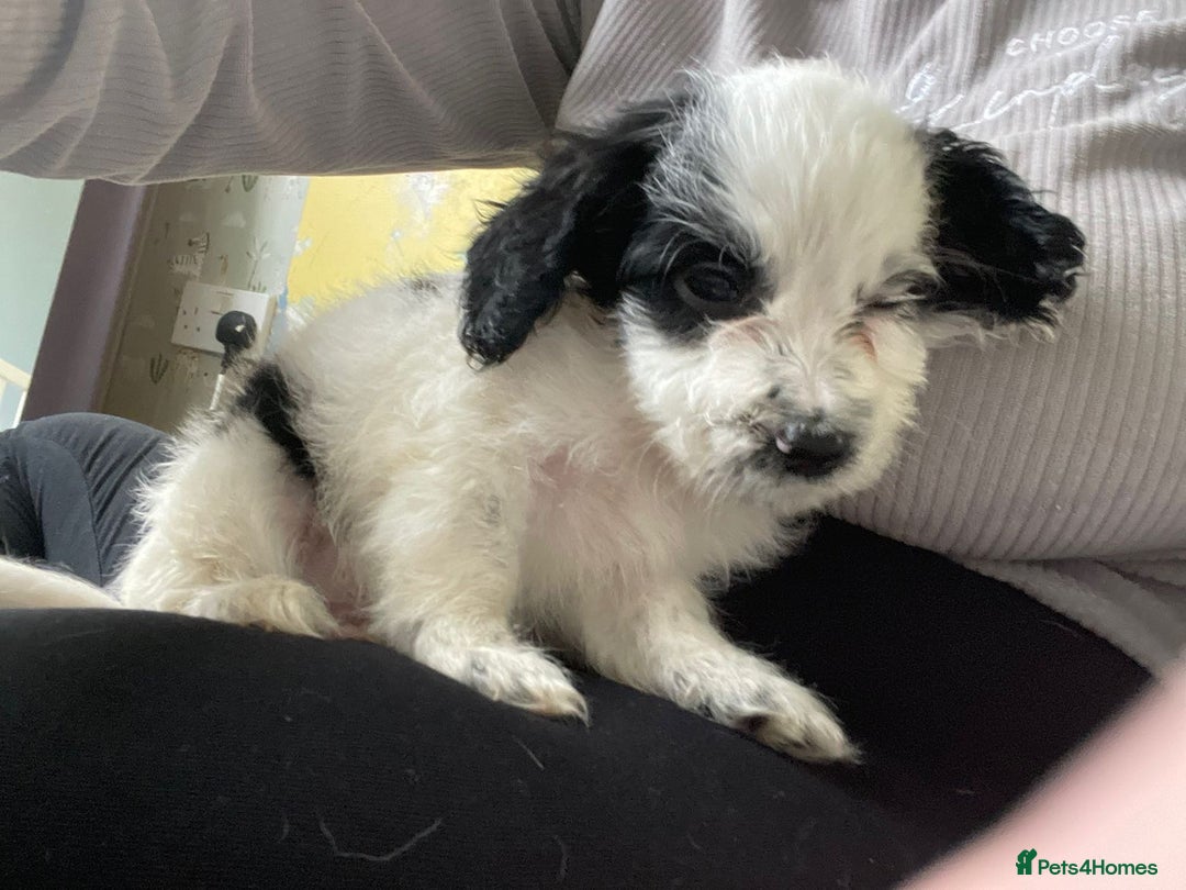 Mixed Breed dogs for sale: Two male cocker spaniel/shih tzu pups - Image 5