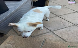 Mixed Breed dogs for sale: Murphy - Image 1
