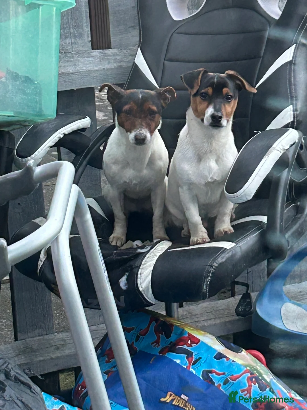 Jack Russell dogs for sale: Male and female Jack Russell not related  in Middlesbrough - Advert 1
