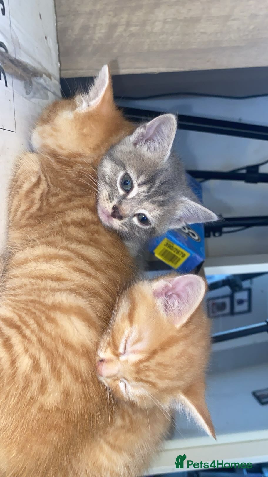 British Shorthair cats Beautiful grey kitten left  - Advert 14