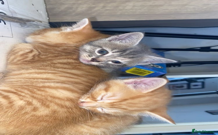 British Shorthair cats 3 Beautiful Sister - Advert 1