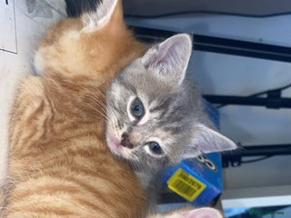 British Shorthair cats 3 Beautiful Sister - Advert 1