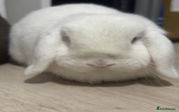 Mini Lop rabbits for sale: 🐰 Adorable Mini Lop Pair Looking for a Home! 🐰 - Advert 7