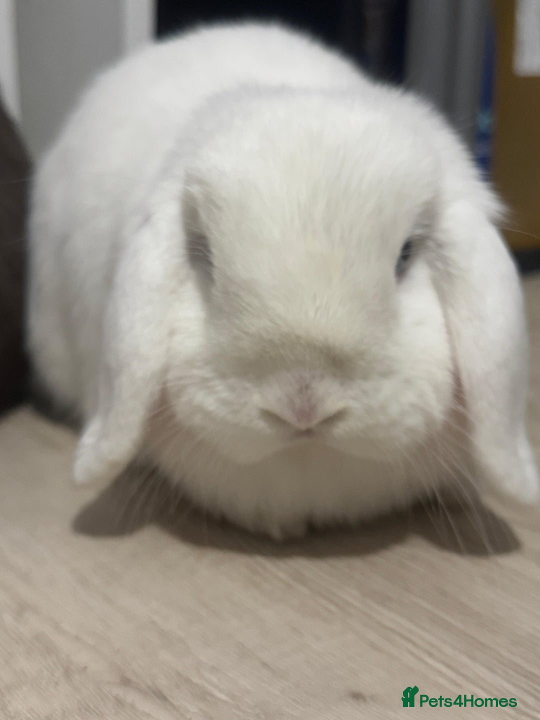 Mini Lop rabbits for sale: 🐰 Adorable Mini Lop Pair Looking for a Home! 🐰 - Advert 7