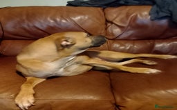 Staffordshire Bull Terrier dogs for sale: Dog for sale  - Image 5