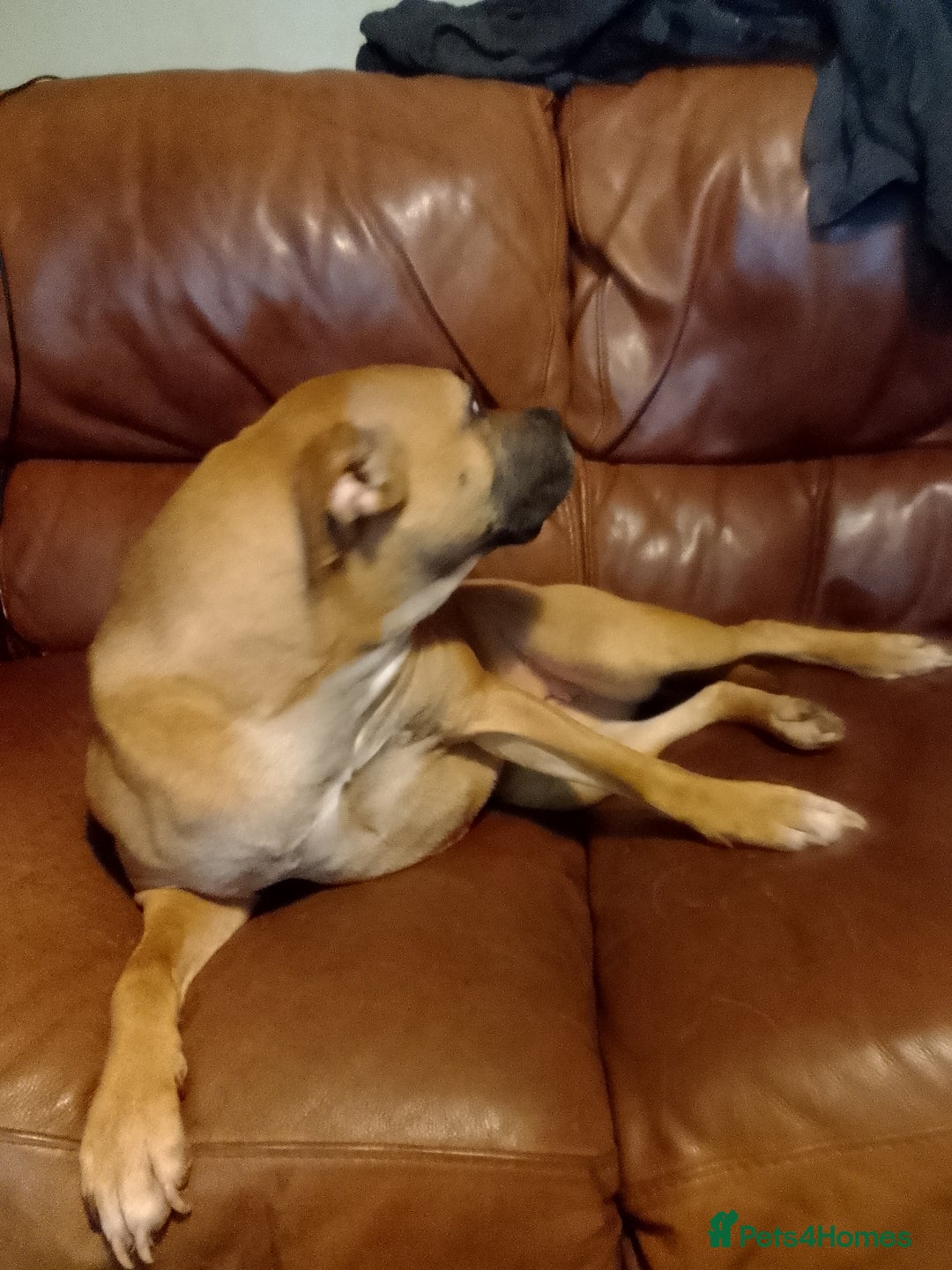 Staffordshire Bull Terrier dogs for sale: Dog for sale  - Image 5