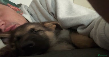 German Shepherd dogs - Advert 1