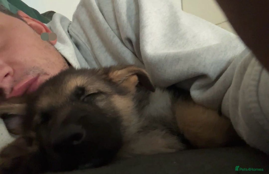 German Shepherd dogs for sale: German shepherd puppy - Image 2