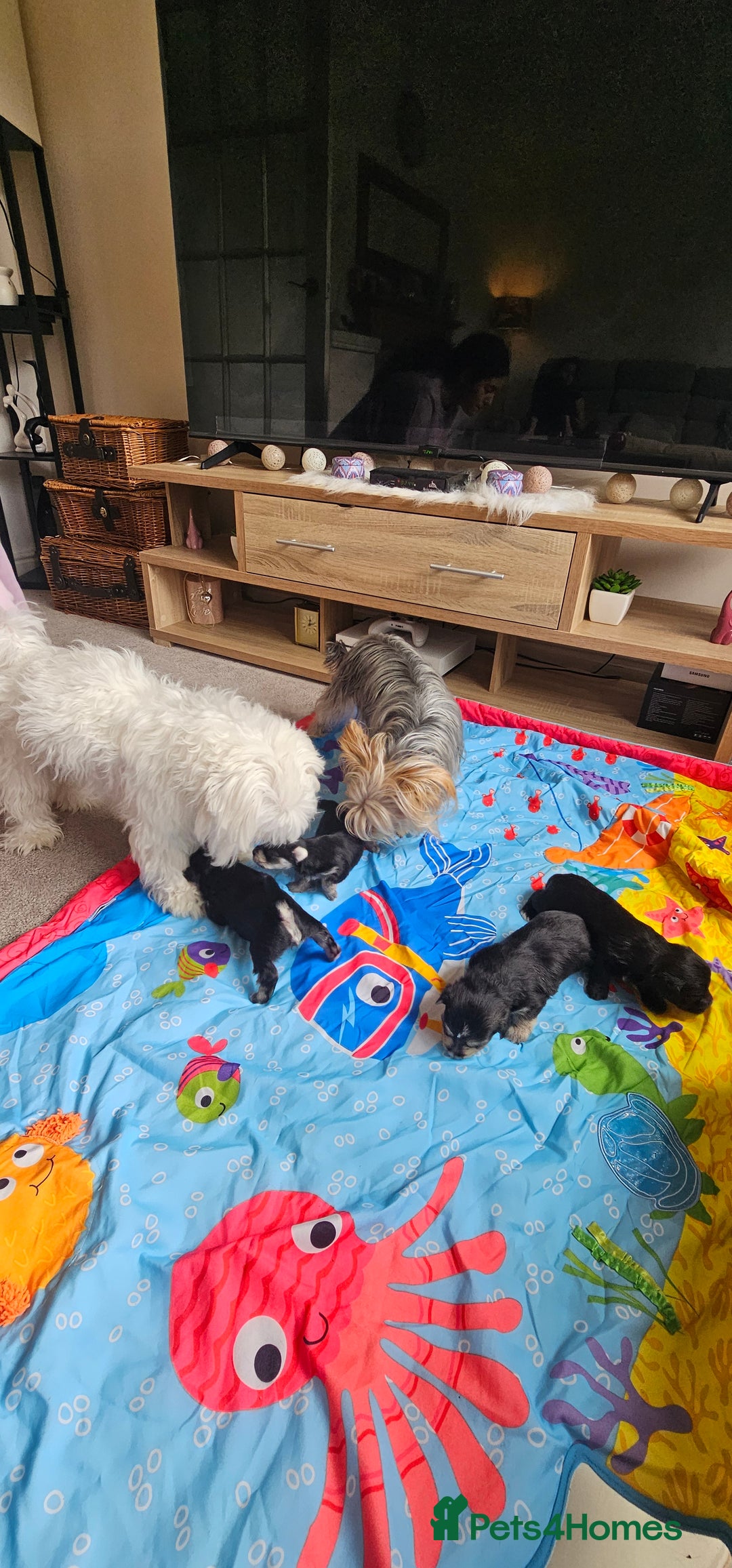 Morkie dogs for sale: 🐶 Adorable Morkie Puppies 🐶 - Image 6