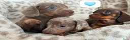 Dachshund dogs for sale: Beautiful dachshund puppies  - Advert 8