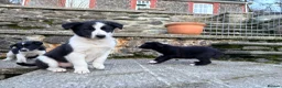 Border Collie dogs for sale: Cute border collie pups - Advert 14
