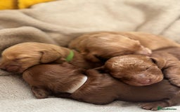 Cockapoo dogs for sale: 2 weeks old cockapoos  - Image 18
