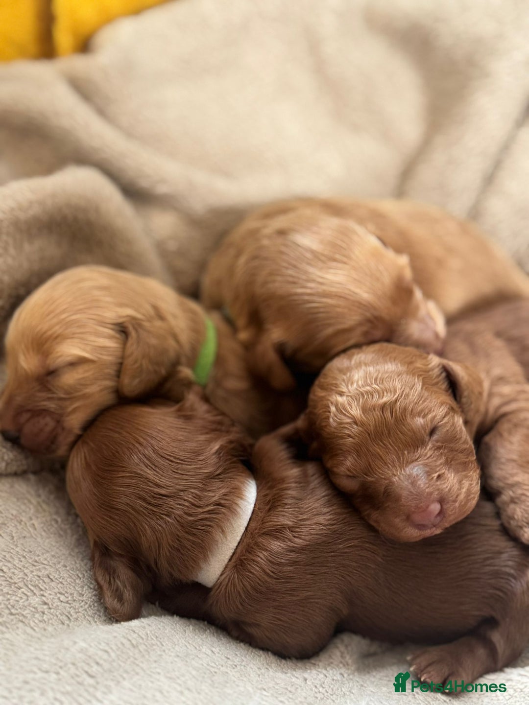 Cockapoo dogs for sale: 2 weeks old cockapoos  - Image 18