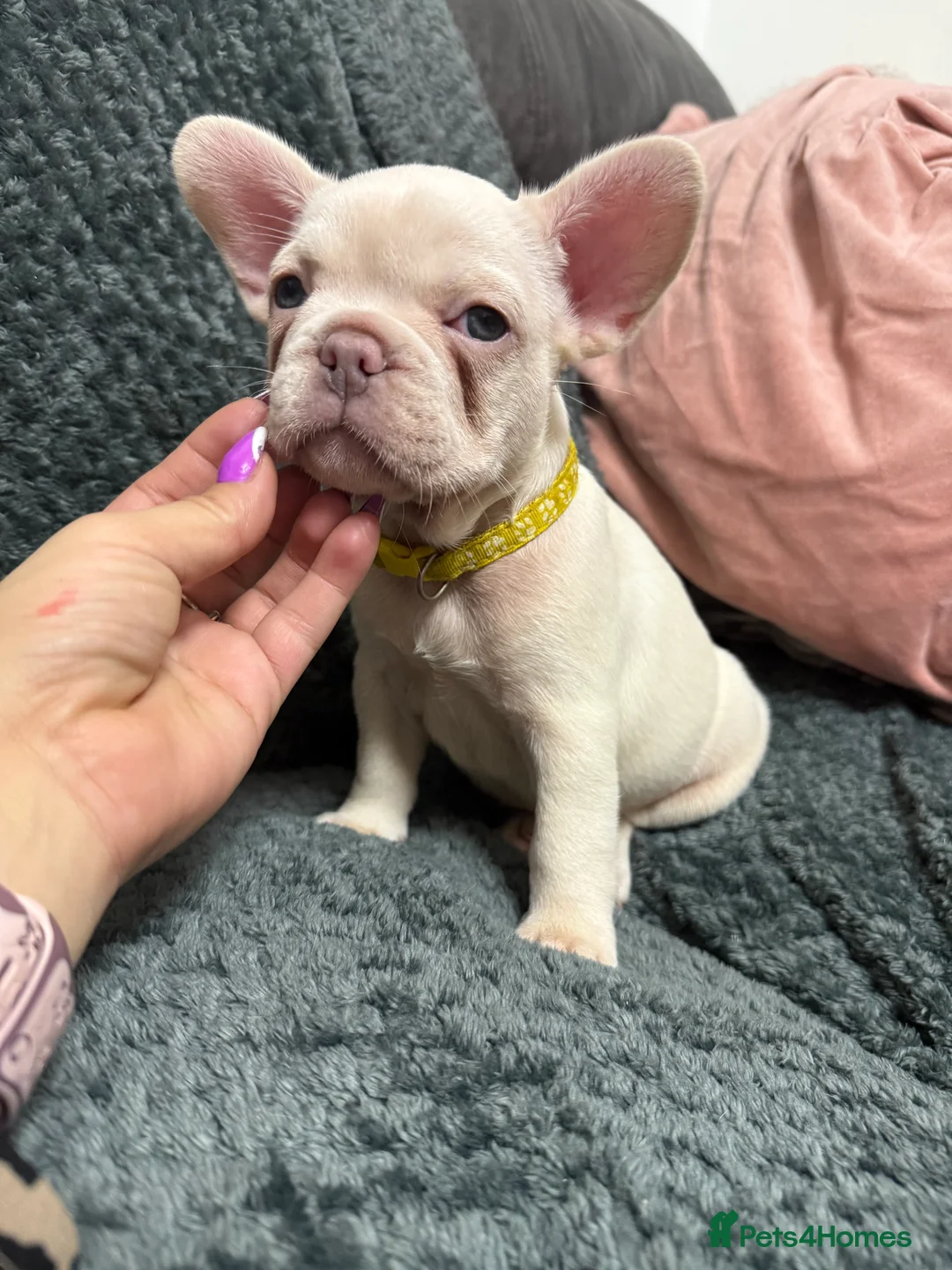 French Bulldog dogs for sale: Cream/ platinum French Bulldog puppy , ready now❤️ - Advert 11