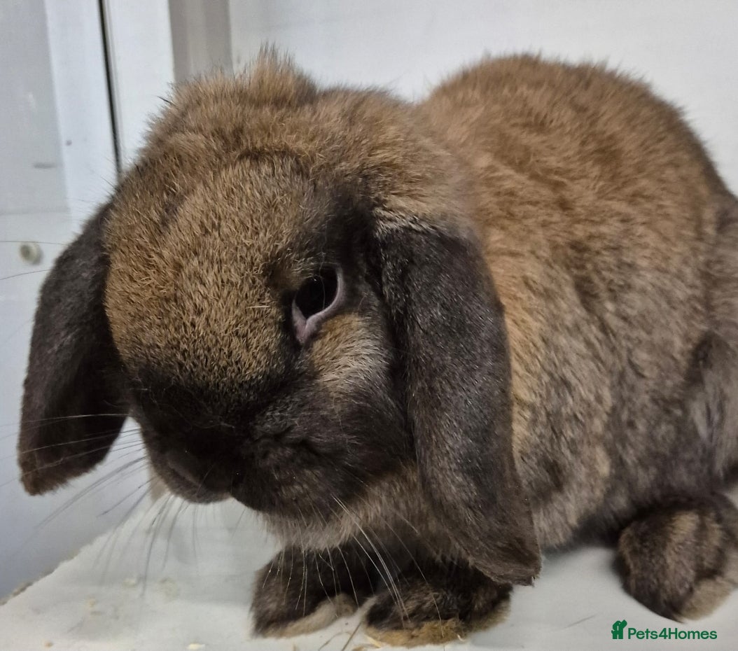 Dwarf Lop rabbits Beautiful Rabbits Available  - Advert 1