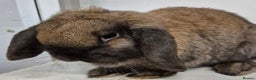 Dwarf Lop rabbits for sale: Beautiful Rabbits Available  - Advert 1