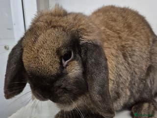 Dwarf Lop rabbits Beautiful Rabbits Available - Advert 13
