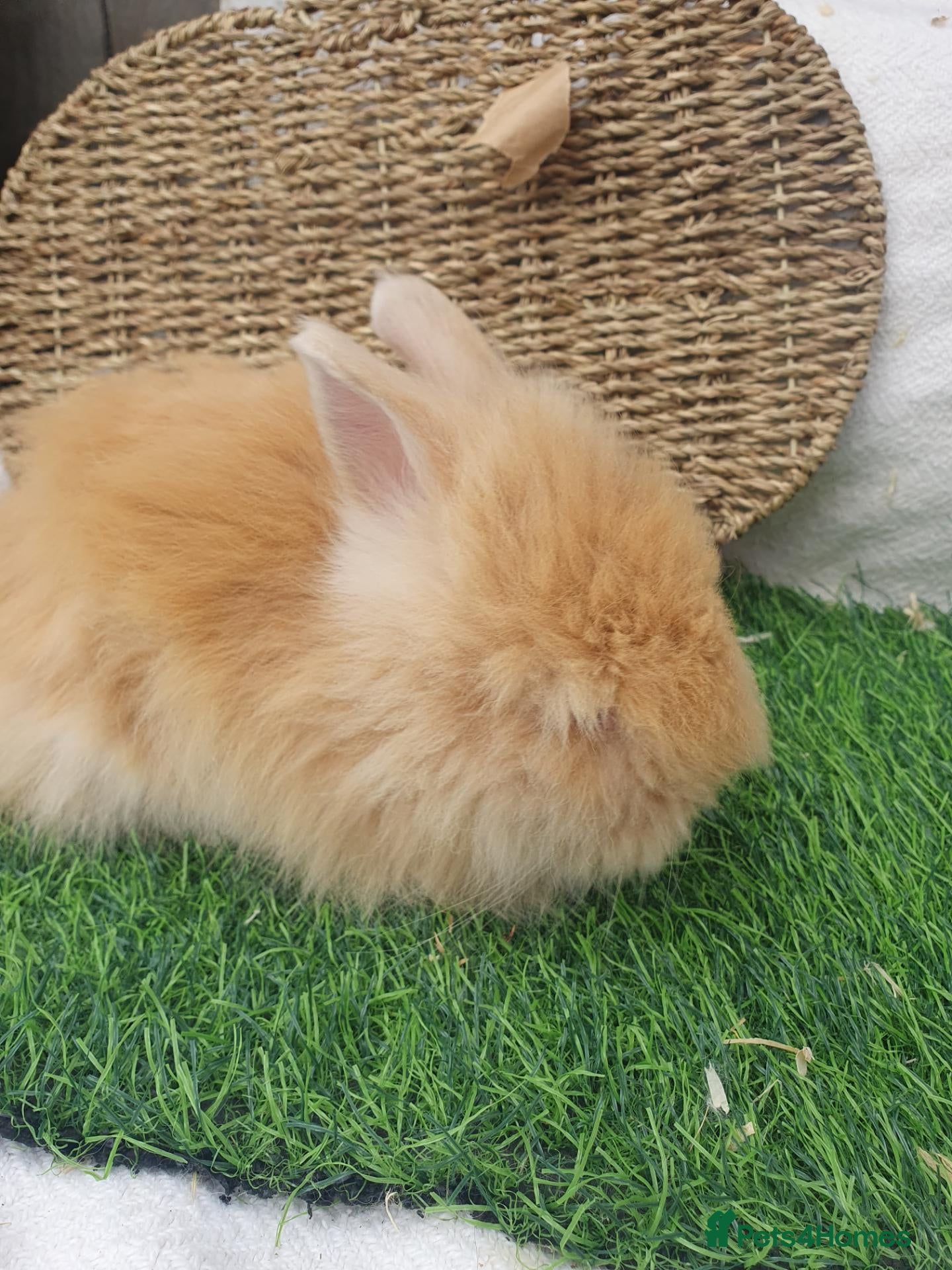 Lionhead rabbits Double Mane Lionheads - Advert 2