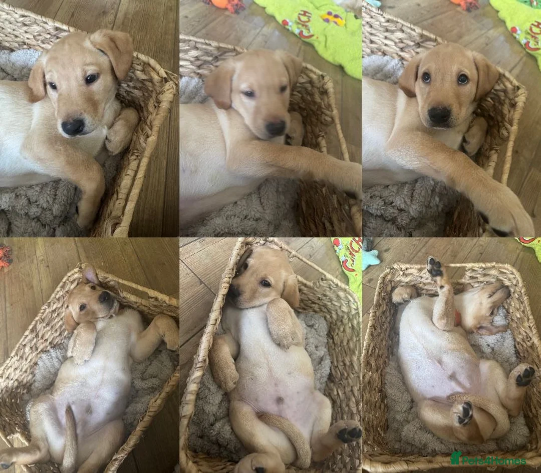 Labrador Retriever dogs for sale: Labrador puppies ready for forever homes - Advert 3