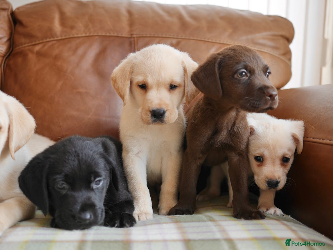 Labrador Retriever dogs for sale: Quality Health Tested Labrador Puppies - Image 8