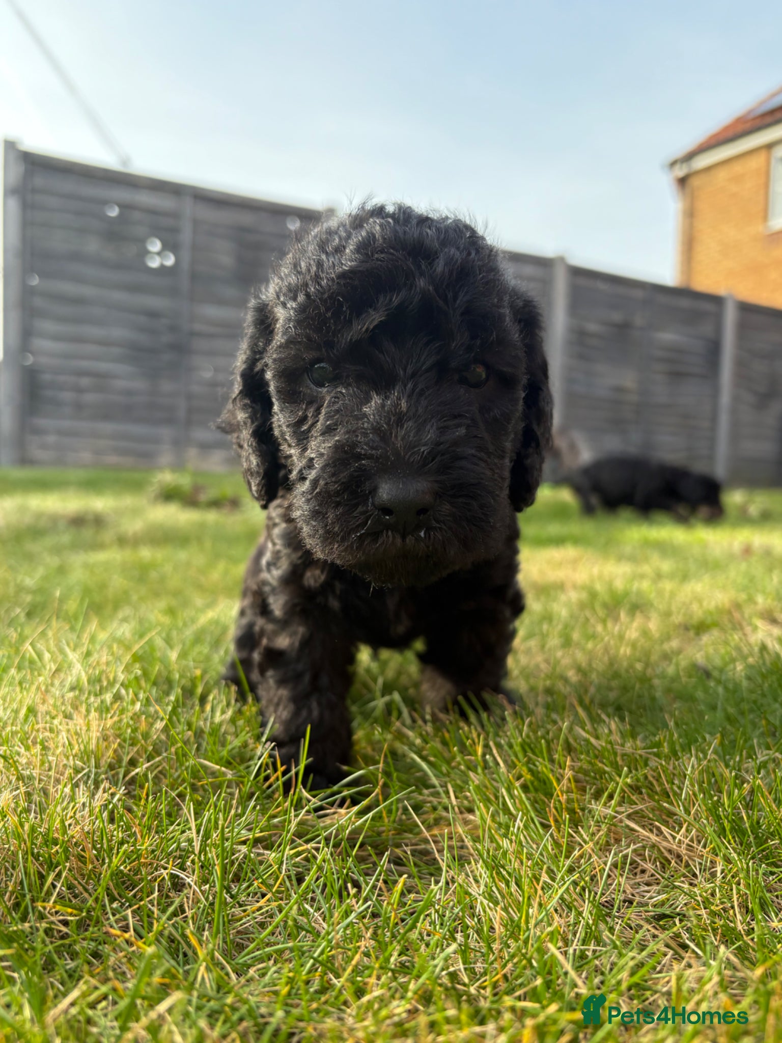Bedlington Terrier dogs 3 male bedlington terrier puppies for sale.  - Advert 6
