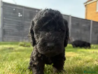 Bedlington Terrier dogs 3 male bedlington terrier puppies for sale. - Advert 6