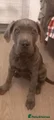 Cane Corso Puppy 10