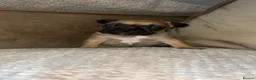 French Bulldog dogs for sale: French bulldogs - Advert 4