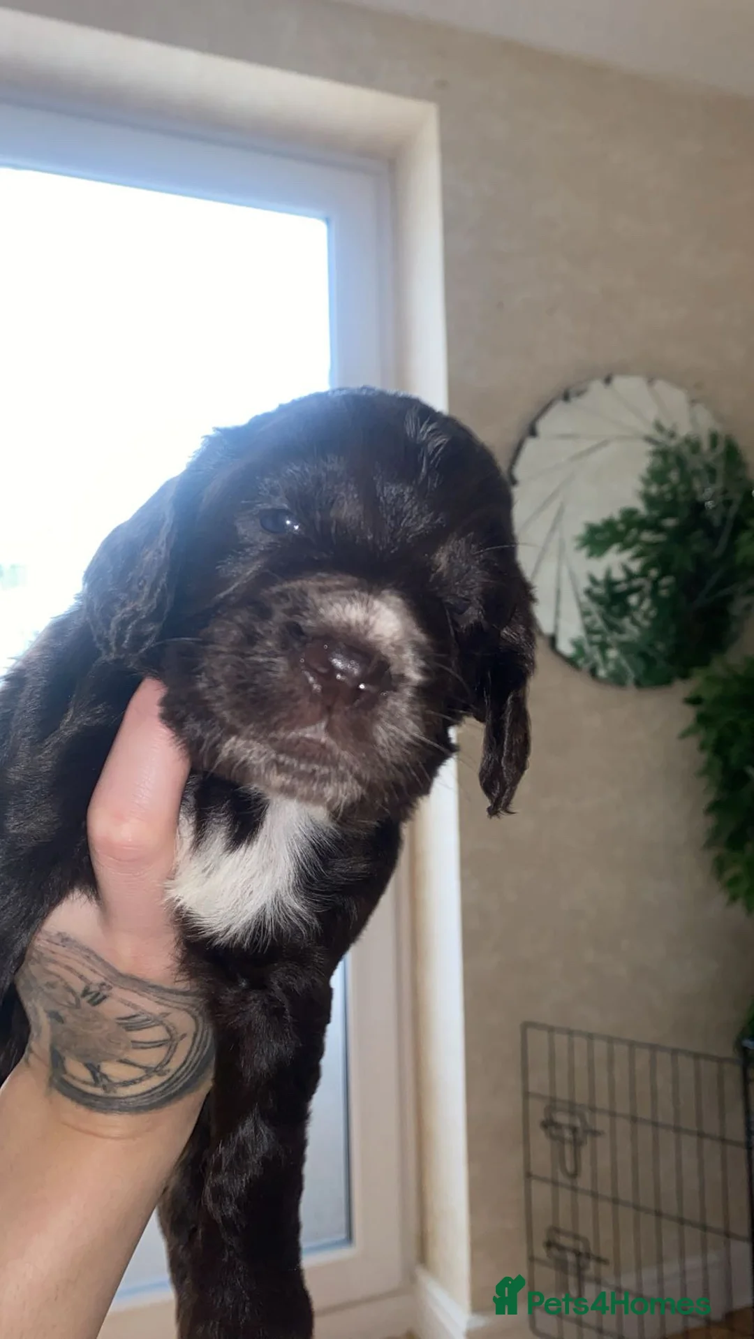Sprocker dogs for sale: Sprocker spaniel 5 chocolate boys  - Advert 6