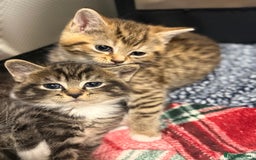 Domestic Shorthair cats for sale: Beautiful Kittens available - Image 6