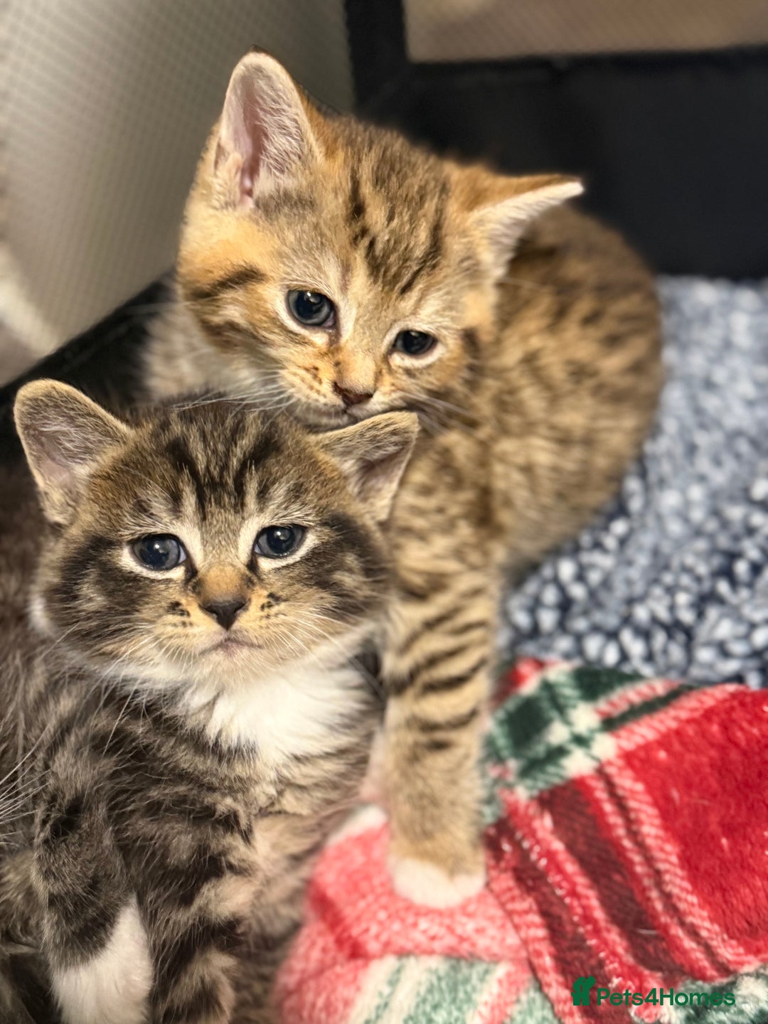 Domestic Shorthair cats for sale: Beautiful Kittens available - Image 6