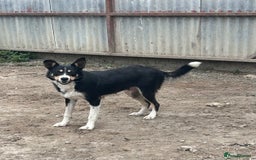 Border Collie dogs for sale: Border collies for sale - Image 7