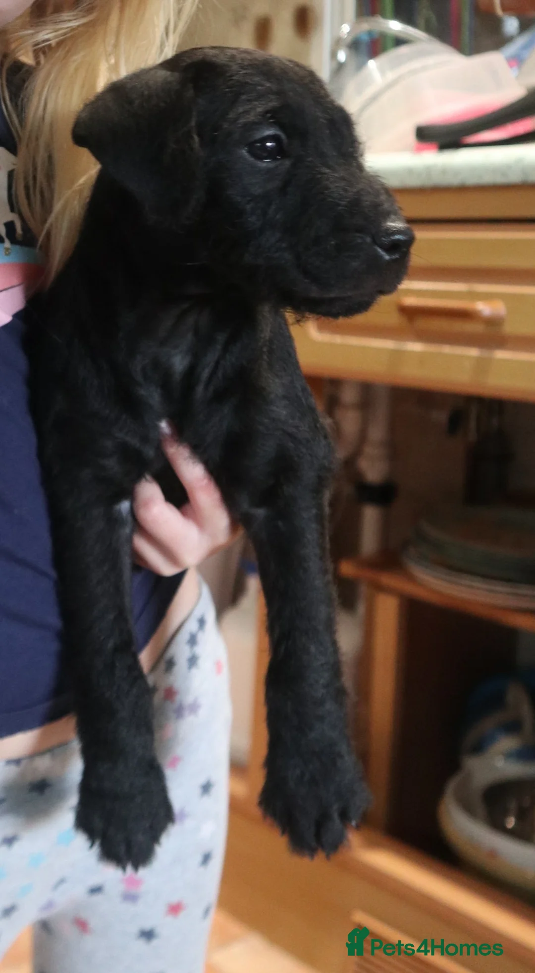 Patterdale Terrier dogs for sale: Patterdale Terriers puppy - Advert 5