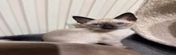 Siamese cats for sale: 6 affectionate traditional Siamese kittens ready - Advert 14