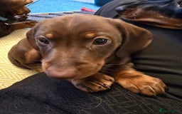 Miniature Dachshund dogs for sale: 3 Little Magical Miniature Dachshunds for Sale - Image 17