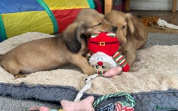 Miniature Dachshund dogs for sale: Gorgeous shaded cream boy and girl - Image 11