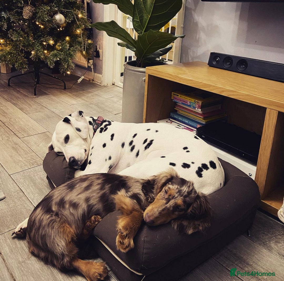 Miniature Dachshund dogs for sale: Miniature dachshund male - Image 2