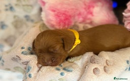 Cocker Spaniel dogs for sale: Beautiful Cocker Spaniel Puppies - Image 2