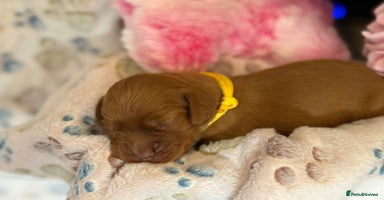 Cocker Spaniel dogs - Advert 5
