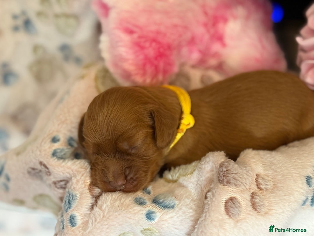 Cocker Spaniel dogs for sale: Beautiful Cocker Spaniel Puppies - Image 2