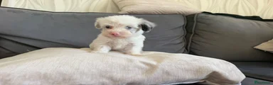Yorkiepoo 3
