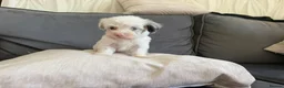 Yorkiepoo dogs for sale: Yorkiepoos for sale in Sevenoaks - Advert 6