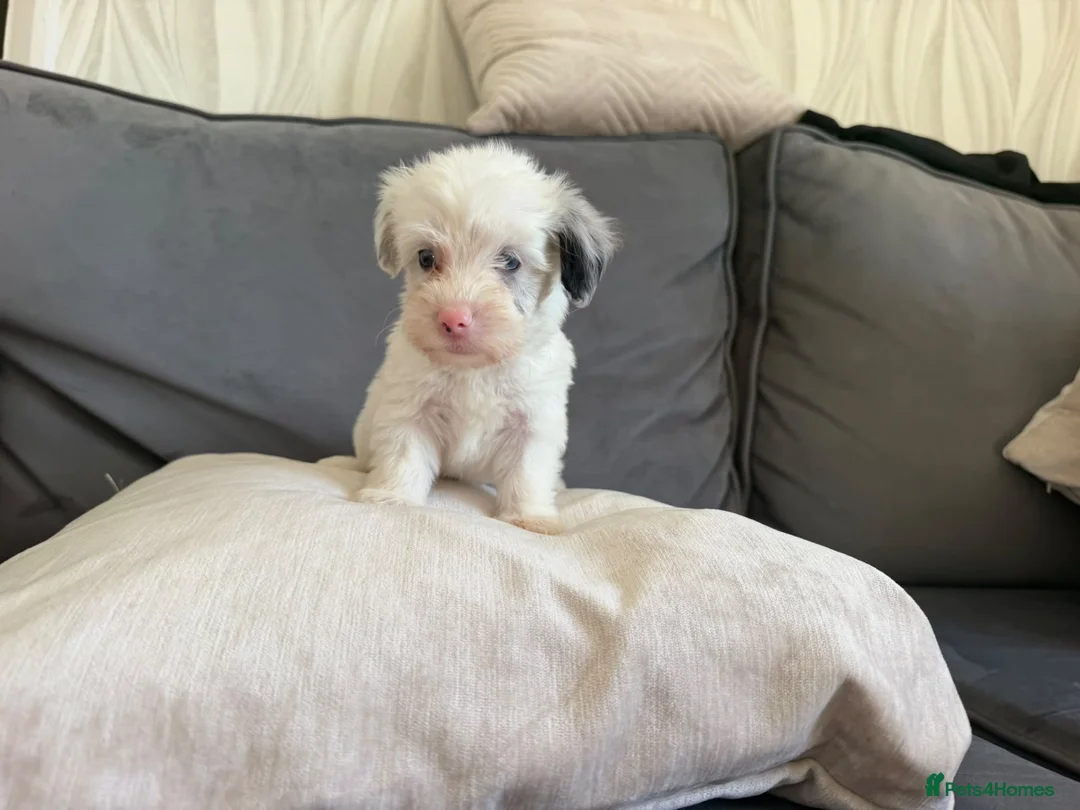 Yorkiepoo dogs for sale: Yorkiepoos for sale in Sevenoaks - Advert 6