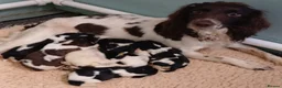 English Springer Spaniel dogs for sale: English Springer Spaniel Puppies - 5 Star Licence - Advert 16