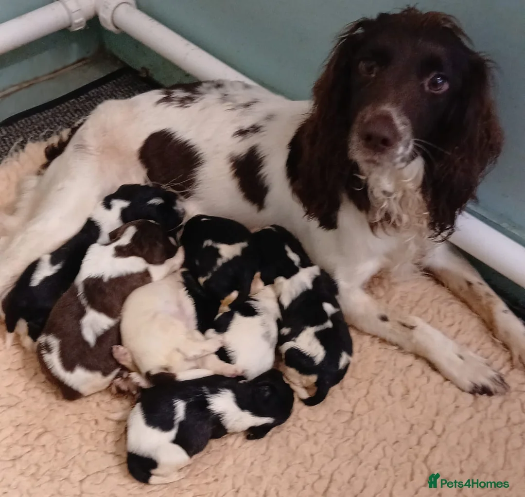English Springer Spaniel dogs for sale: English Springer Spaniel Puppies - 5 Star Licence - Advert 16