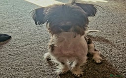 Yorkshire Terrier dogs for sale: Yorkshire terrier 2yr old  - Image 8